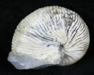 Discoscaphites Gulosus Ammonite - South Dakota #29197-1